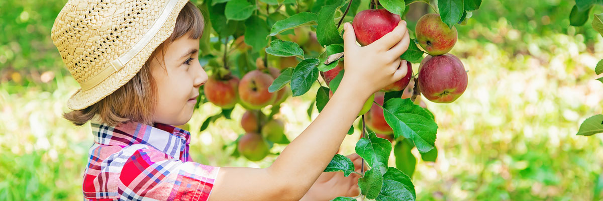 child picks apples in the garden in the garden. Selective focus.